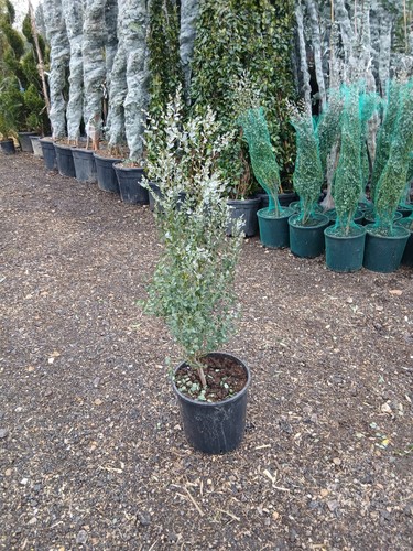 Eucalyptus baby blue tree - eucalyptus,