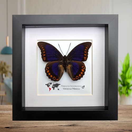 Framed orange spotted prepona - orange-spotted,