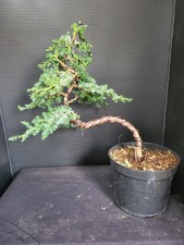 Juniper Bonsai Tree  Training