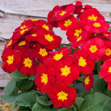 Primrose Red | Striking Garden Ready Primula Plants for Pots Containers (6 Pack)