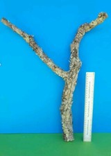 CORK BARK BRANCH 53CM LEOPARD GECKO IGUANA DRAGON LIZARD SPIDER SNAKE VIVARIUM
