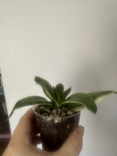 Baby birds nest - baby, plant
