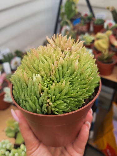 Haworthia kikuhigosa - haworthia,