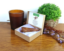 100% Genuine Large Spinosaurus Tooth Fossil 85m Morocco in Presentation Box