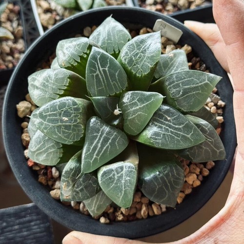 5cm succulent plant haworthia - plant,