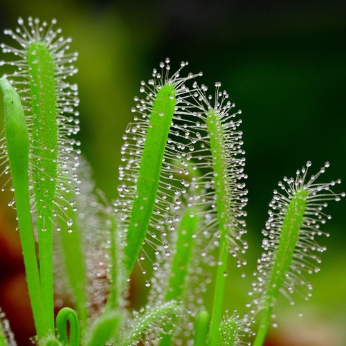Sundew drosera capensis white - drosera,