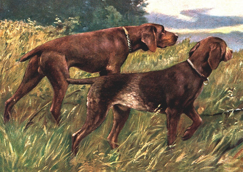 German shorthaired pointer - german,