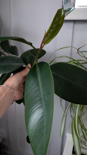Ficus robusta rubber - 1, x