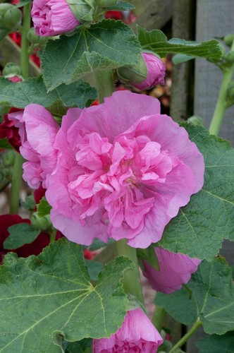 Hollyhock chater double rose - chater's,