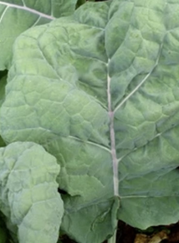 Kale thousandhead perennial - kale,