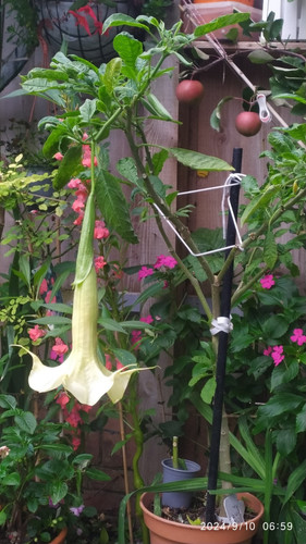 Angel trumpet brugmansia - angel,