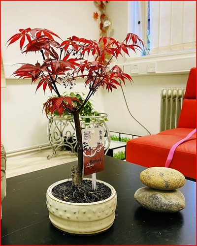 Bonsai tree japanese maple - bonsai,