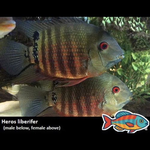 Heros liberifer - x3,