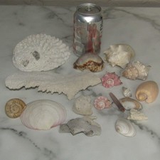 Natural Sea Shells Mixed