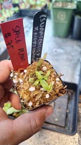 Nepenthes suratensis x - nepenthes,