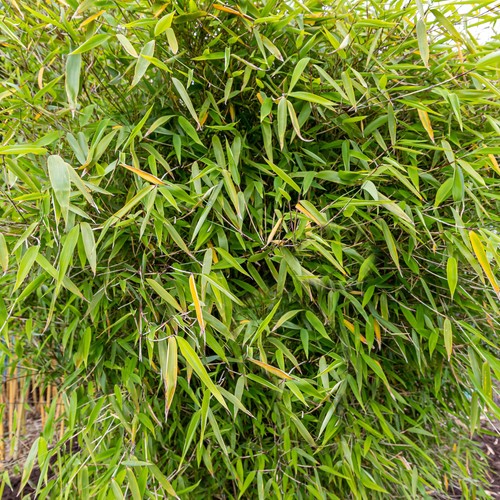 Fargesia pingwu hardy - fargesia,