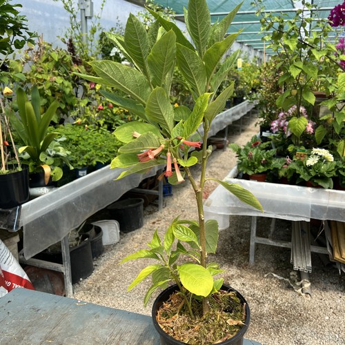 Iochroma coccinea - iochroma,