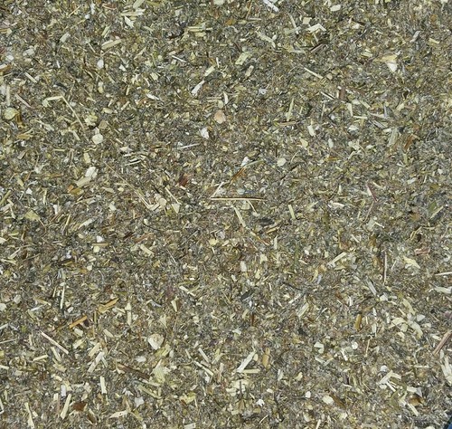 Organic mugwort artemisia - mugwort, (artemisia