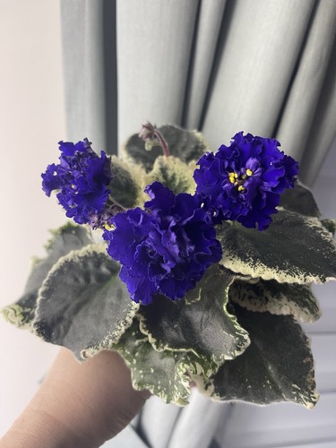 African violets one freshly - african,