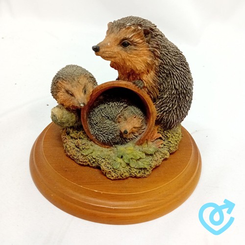 Views nature hedgehog - of,