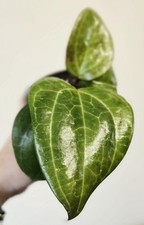 Hoya Sarawak Cream Medium Plant Pot9cm Inc Heatpack