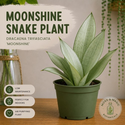 Moonshine snake plant - snake, |