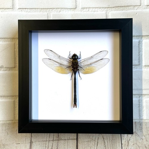 Green emperor dragonfly anax - dragonfly, (anax