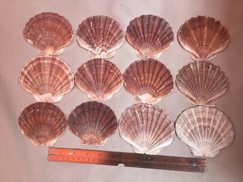 Natural scallop shells sea - shells.,