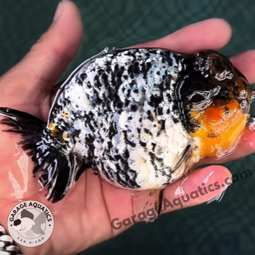 Live fancy goldfish premium - live,