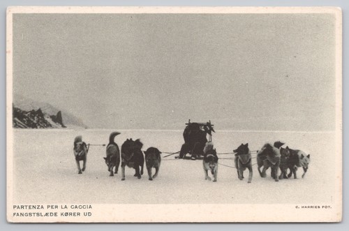 Greenland arctic dog sled team - greenland,