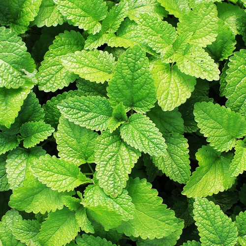 Mint garden plant - mint, 1
