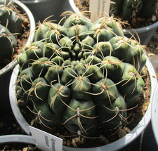 Gymnocalycium baldianum - gymnocalycium, baldianum-