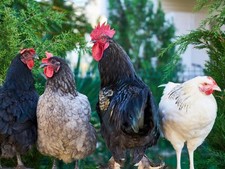 12 x Mixed Breed (tested ) Chicken  Eggs lovely colours LARGE FOWL C5