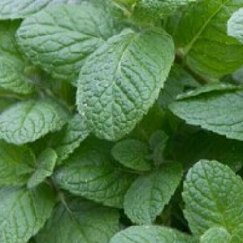 Organic apple mint plug - apple,