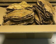 PREISHIT 500g Premium XL Sea Sandel Tree Leaves ✈ FREE SHIPPING Catappa Leaves