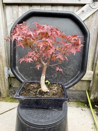 Japanese maple deshojo - japanese,