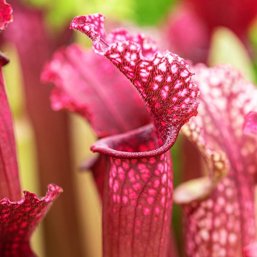 Trumpet pitcher sarracenia - pitcher,