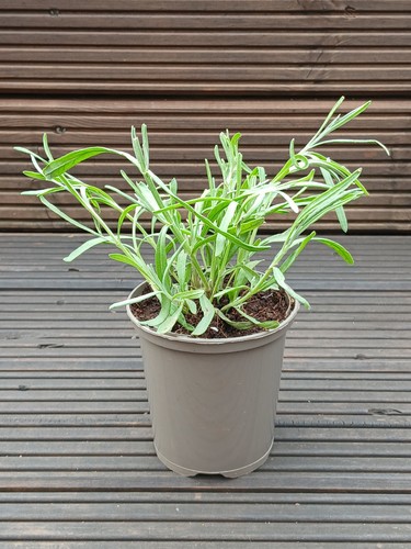 English lavender munstead - lavender, 'munstead'
