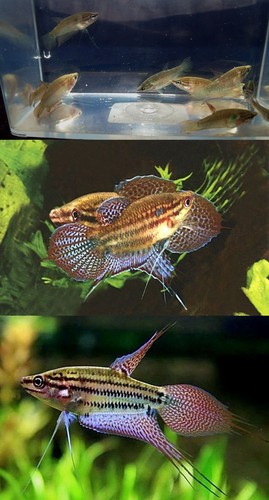 Group young croaking - of, 6
