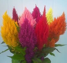 COCKSCOMB (PAMPASS PLUME)  0.5 GRAM ~  800 SEEDS  CELOSIA ARGENTEA PLUMOSA