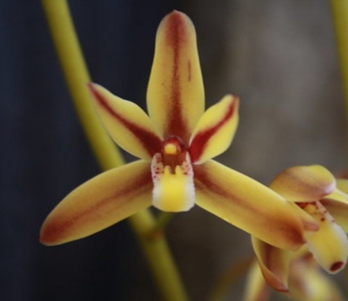 Cymbidium rectum orchid - rectum,