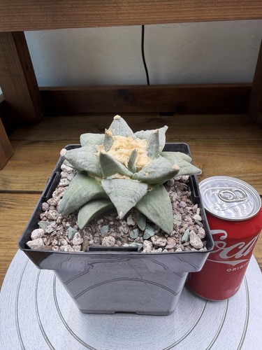 Ariocarpus retusus inches - ariocarpus,