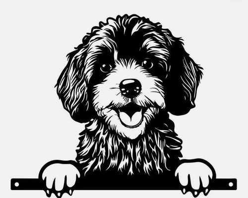 Cockapoo labradoodle fence - labradoodle,