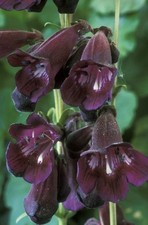 3X PERENNIAL PENSTEMON RAVEN