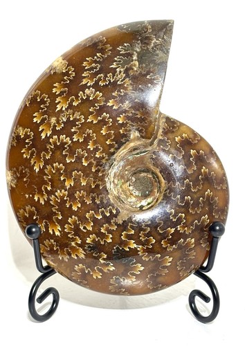 Large 272g ammonite - large, crystal