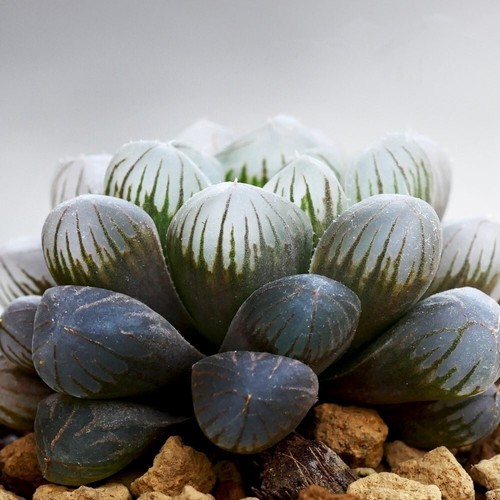 Haworthia cooperi 5cm potted - cooperi,