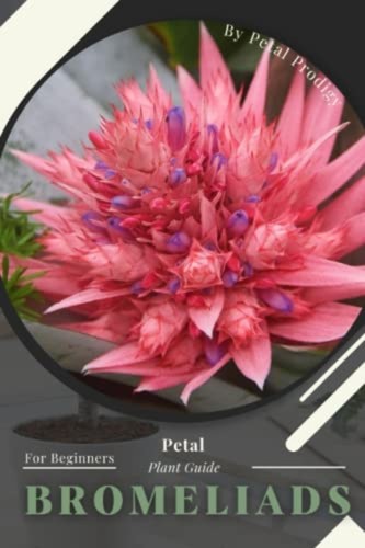 Bromeliads prodigy petal - bromeliads,