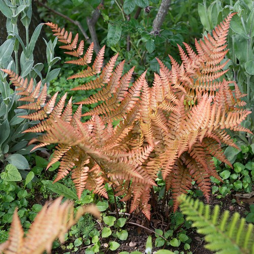 Fern dryopteris erythrosora - fern,