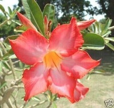 10 seeds of ADENIUM OBESUM