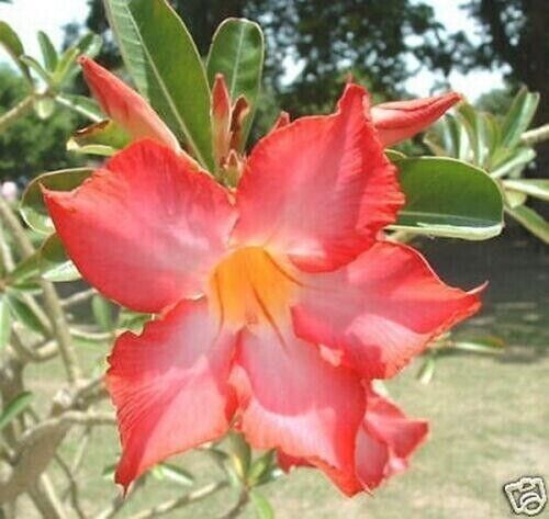 Seeds adenium obesum - seeds,